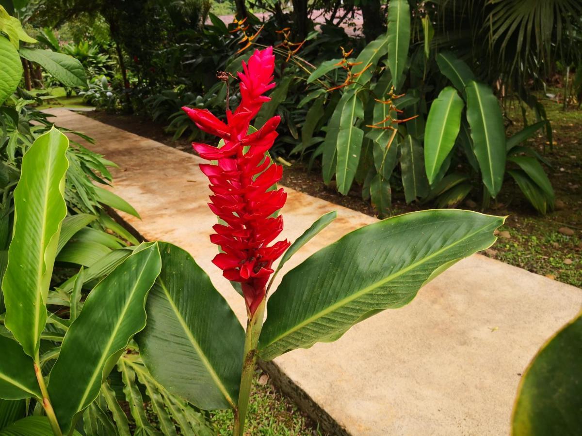 Hotel Catarata Río Celeste Bijagua Esterno foto